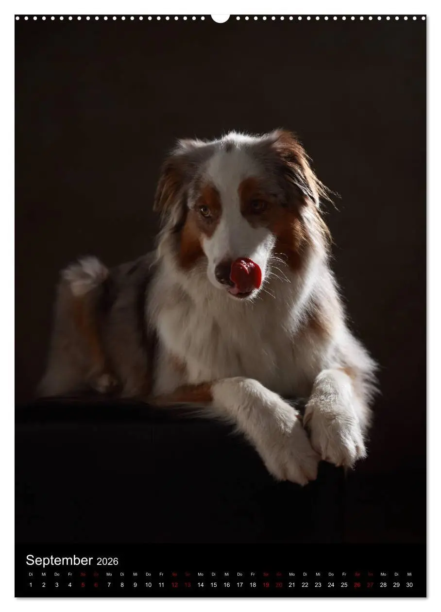 Bild: 9783516418194 | Geliebte Aussies - Australian Shepherds im Portrait (hochwertiger...