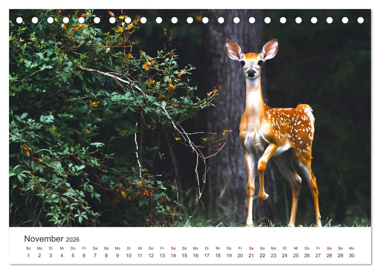 Bild: 9783457558294 | Rehkitz - Flinke kleine Bambis. (Tischkalender 2026 DIN A5 quer),...