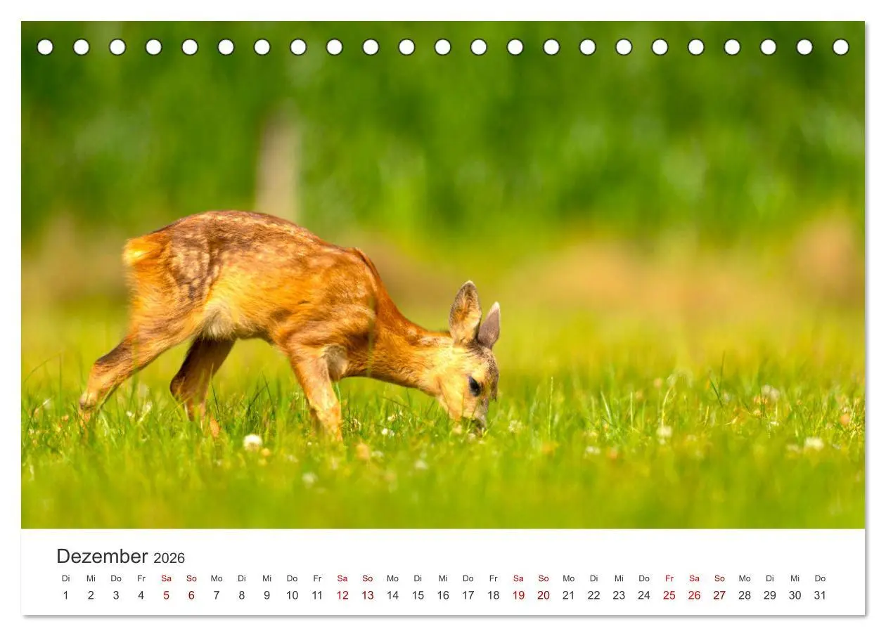 Bild: 9783457558294 | Rehkitz - Flinke kleine Bambis. (Tischkalender 2026 DIN A5 quer),...