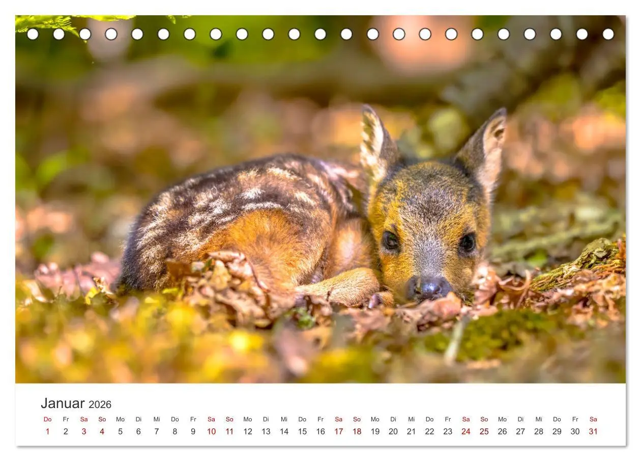 Bild: 9783457558294 | Rehkitz - Flinke kleine Bambis. (Tischkalender 2026 DIN A5 quer),...