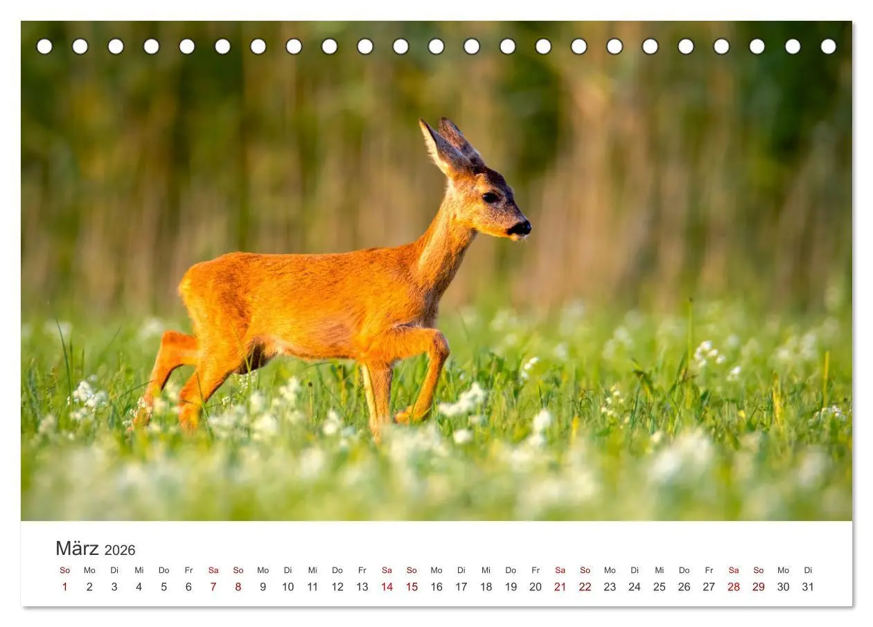 Bild: 9783457558294 | Rehkitz - Flinke kleine Bambis. (Tischkalender 2026 DIN A5 quer),...