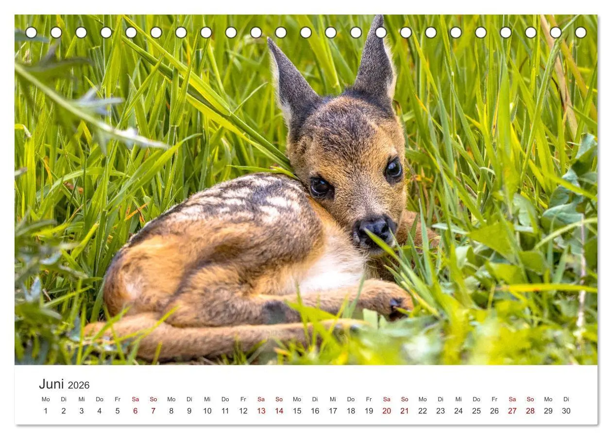 Bild: 9783457558294 | Rehkitz - Flinke kleine Bambis. (Tischkalender 2026 DIN A5 quer),...