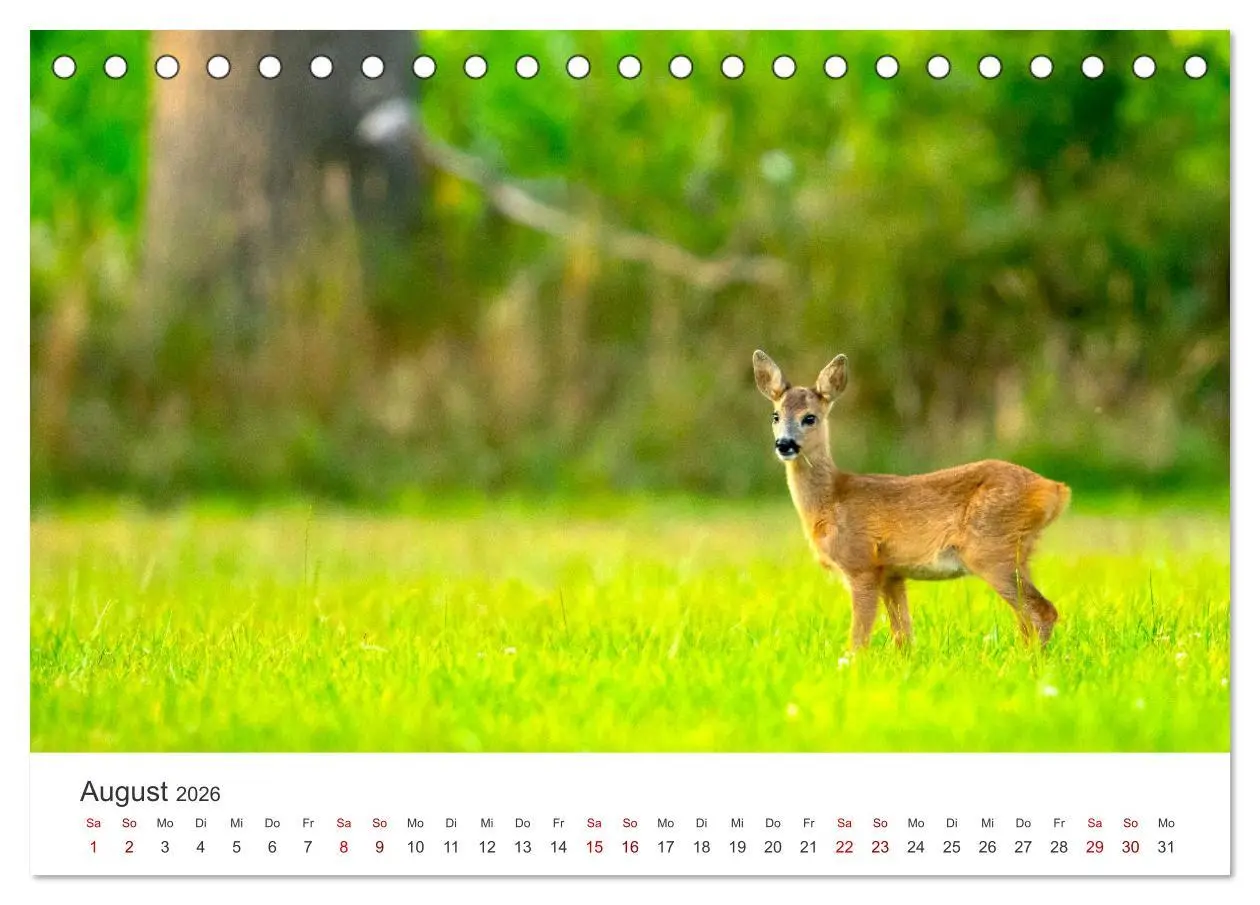 Bild: 9783457558294 | Rehkitz - Flinke kleine Bambis. (Tischkalender 2026 DIN A5 quer),...