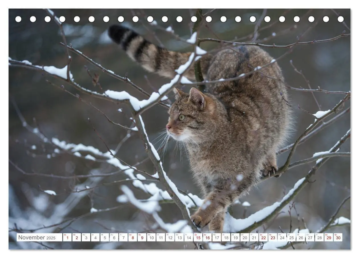 Bild: 9783435218394 | Wildkatzen - die anmutigsten Raubiere in Europa. (Tischkalender...