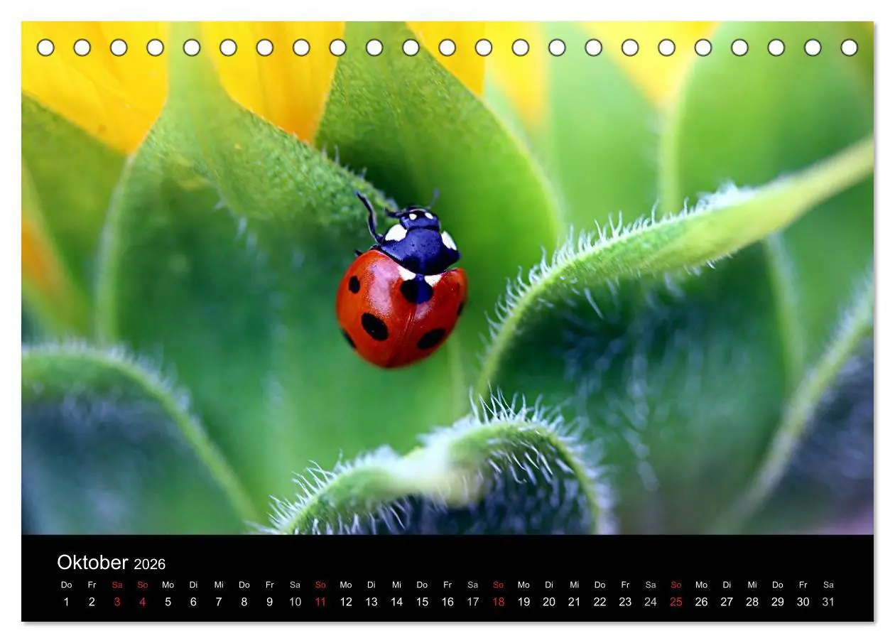 Bild: 9783516188394 | Makro-Kalender 2026 (Tischkalender 2026 DIN A5 quer), CALVENDO...