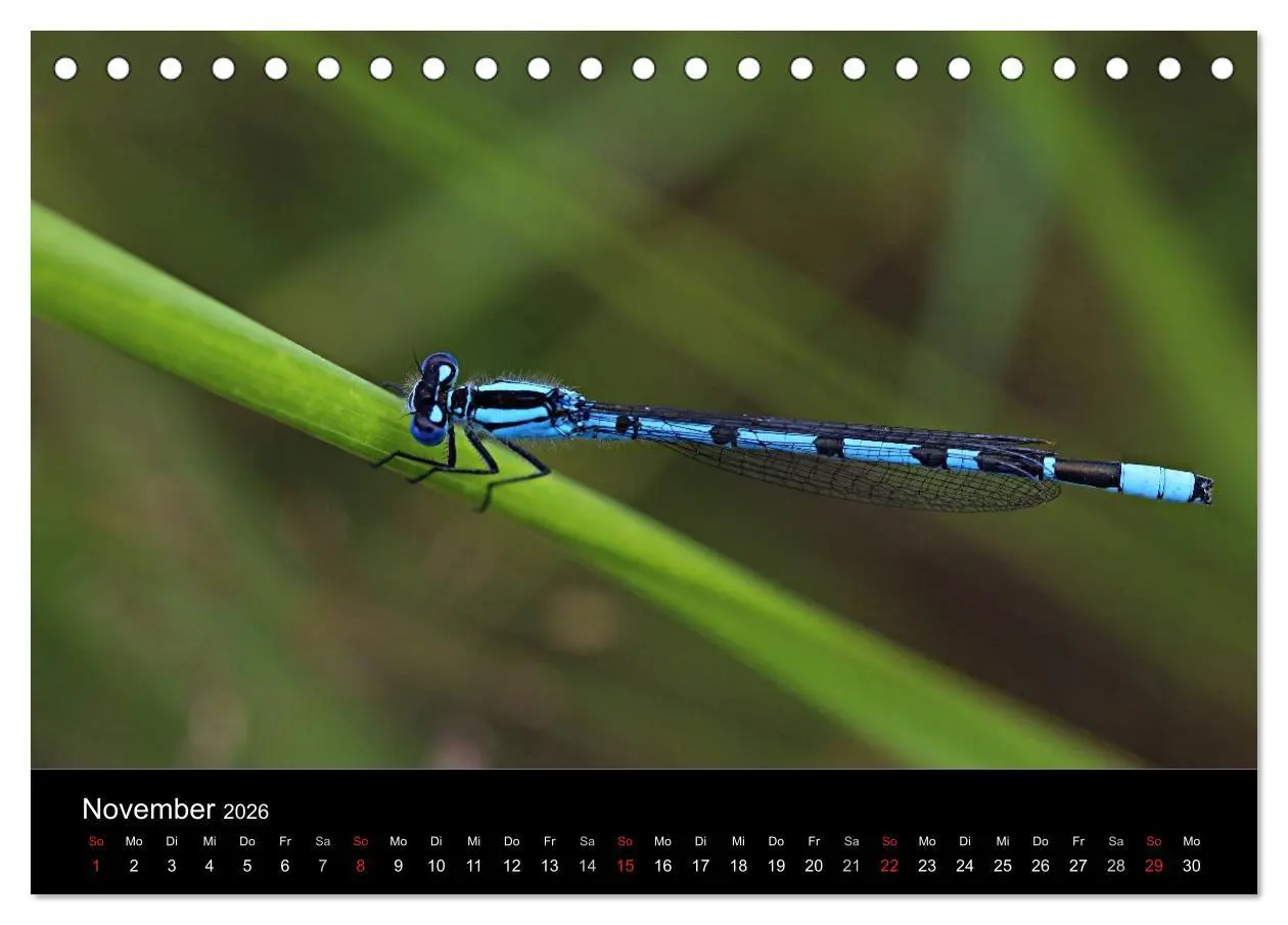 Bild: 9783516188394 | Makro-Kalender 2026 (Tischkalender 2026 DIN A5 quer), CALVENDO...