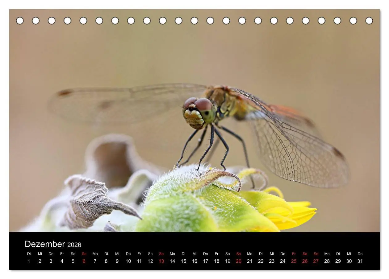 Bild: 9783516188394 | Makro-Kalender 2026 (Tischkalender 2026 DIN A5 quer), CALVENDO...