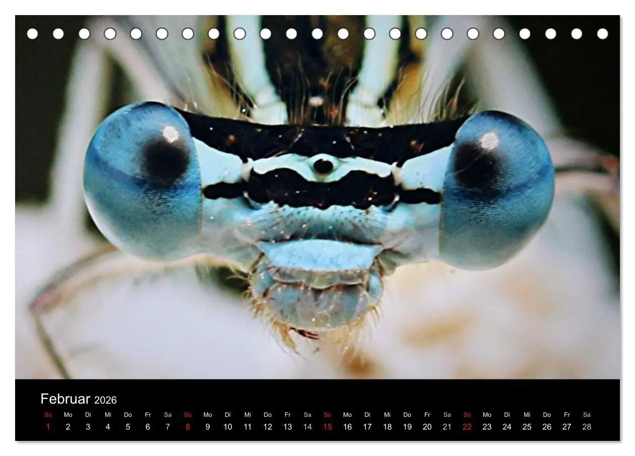Bild: 9783516188394 | Makro-Kalender 2026 (Tischkalender 2026 DIN A5 quer), CALVENDO...