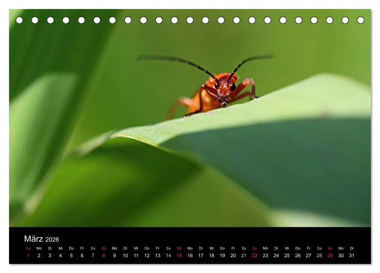 Bild: 9783516188394 | Makro-Kalender 2026 (Tischkalender 2026 DIN A5 quer), CALVENDO...