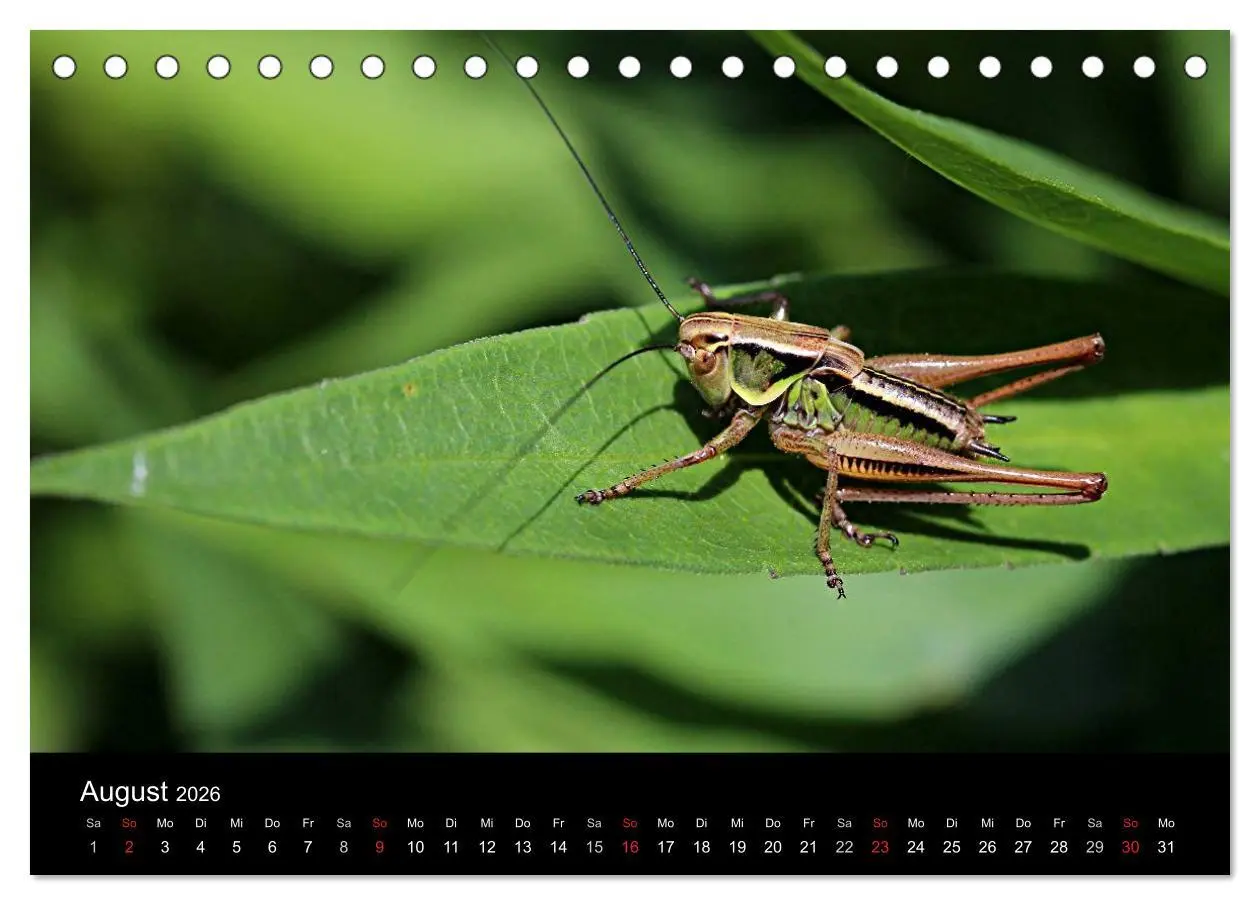 Bild: 9783516188394 | Makro-Kalender 2026 (Tischkalender 2026 DIN A5 quer), CALVENDO...