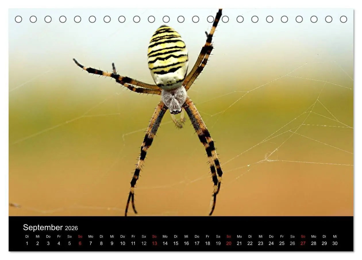 Bild: 9783516188394 | Makro-Kalender 2026 (Tischkalender 2026 DIN A5 quer), CALVENDO...
