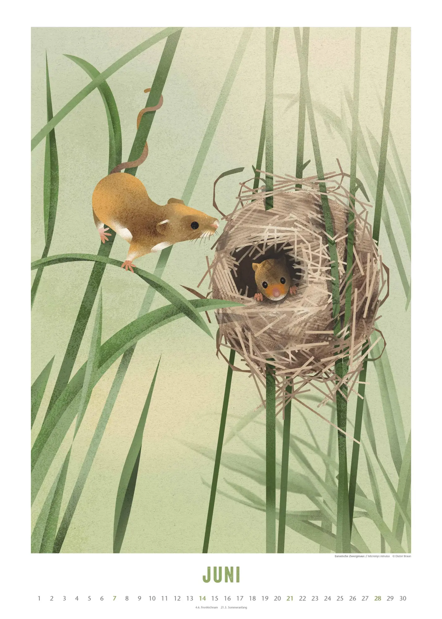 Bild: 4069095008694 | Dieter Braun: Die Welt der Tiere 2026 - Wandkalender - Format 50x70 cm