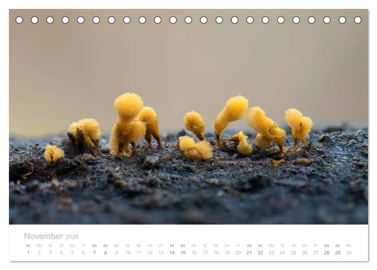 Bild: 9783457748794 | FASZINATION PILZE 2026 (Tischkalender 2026 DIN A5 quer), CALVENDO...