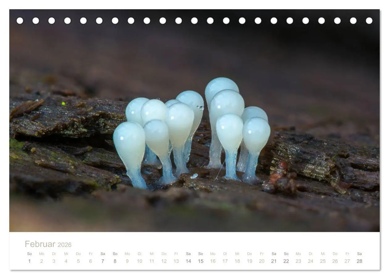 Bild: 9783457748794 | FASZINATION PILZE 2026 (Tischkalender 2026 DIN A5 quer), CALVENDO...