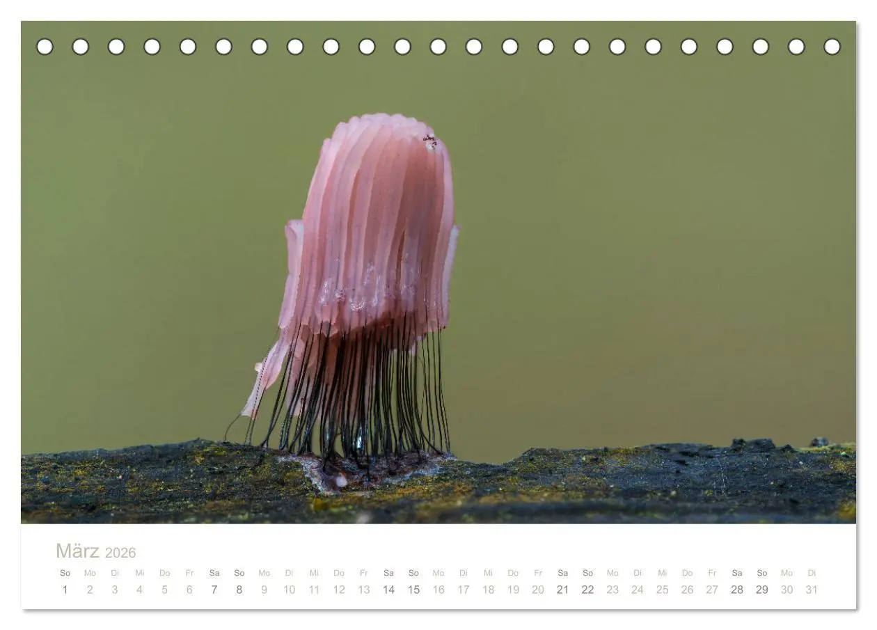 Bild: 9783457748794 | FASZINATION PILZE 2026 (Tischkalender 2026 DIN A5 quer), CALVENDO...