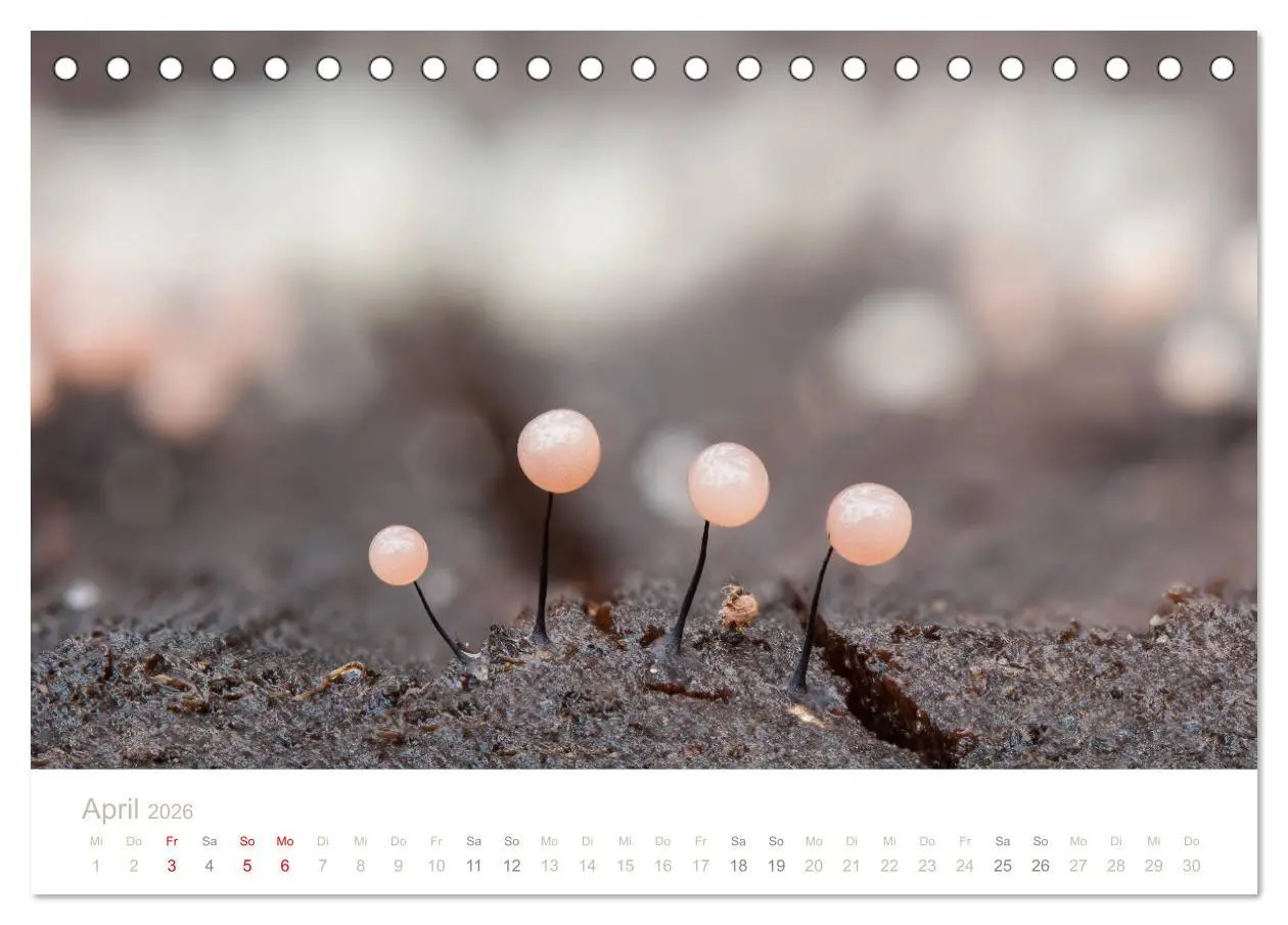 Bild: 9783457748794 | FASZINATION PILZE 2026 (Tischkalender 2026 DIN A5 quer), CALVENDO...