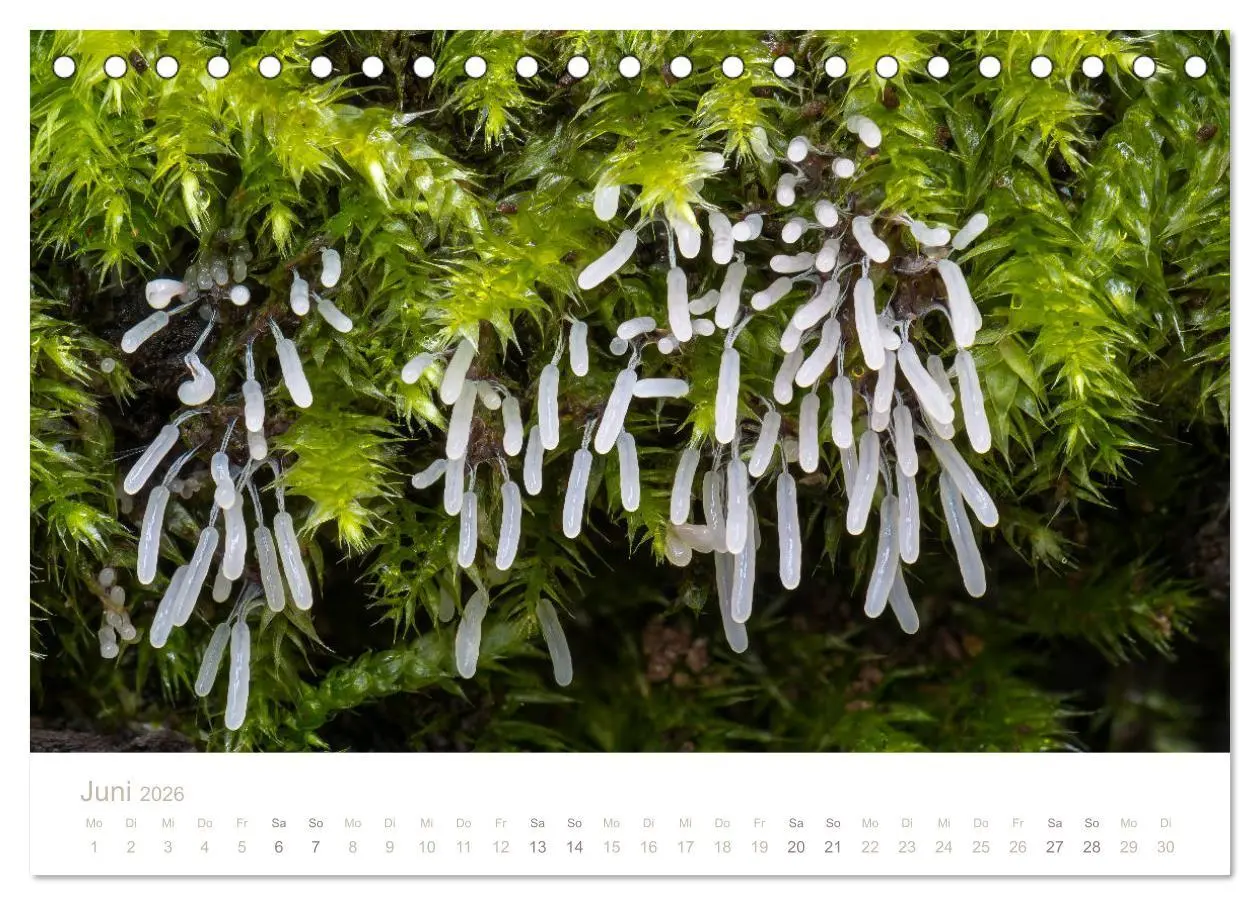 Bild: 9783457748794 | FASZINATION PILZE 2026 (Tischkalender 2026 DIN A5 quer), CALVENDO...