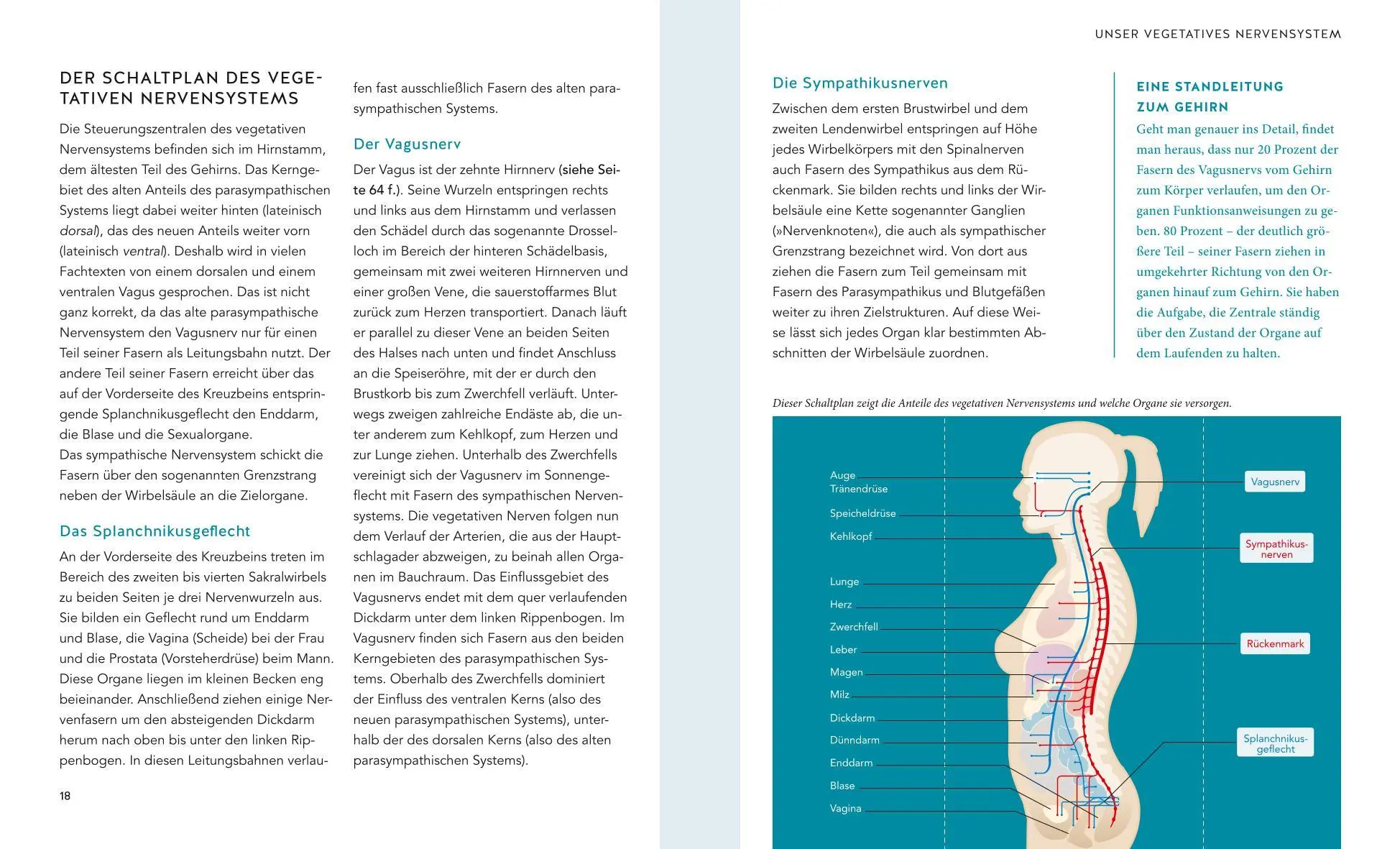 Bild: 9783833878794 | Das Vagus-Training | Ellen Fischer | Taschenbuch | Alternativheilkunde