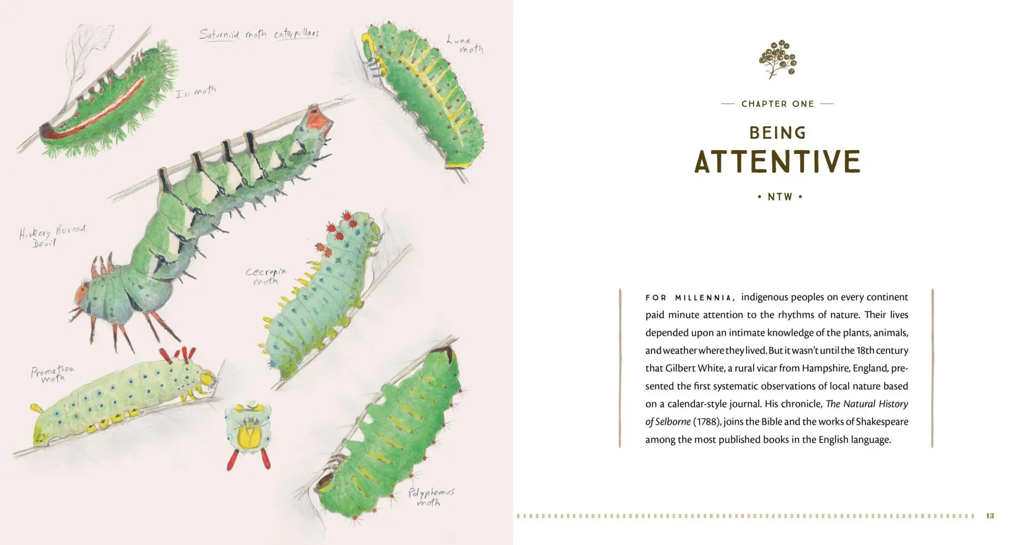 Bild: 9781612128894 | The Naturalist's Notebook | Nathaniel T Wheelwright (u. a.) | Buch