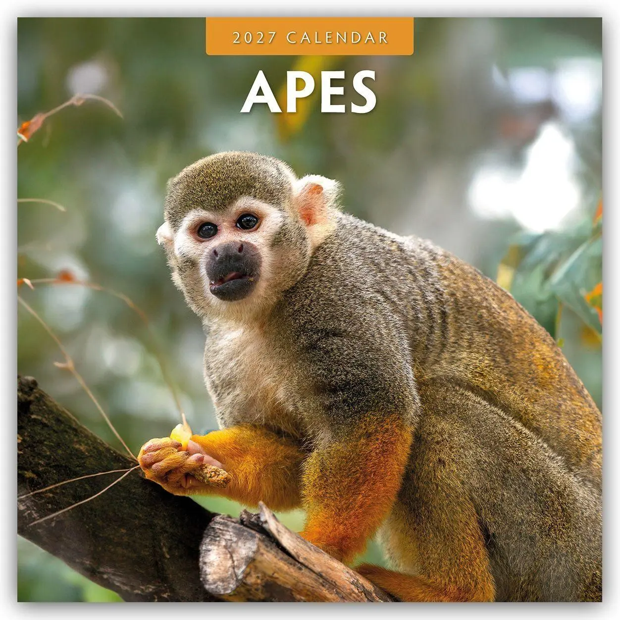 Cover: 9781804428894 | Apes - Affen 2027 - 16-Monatskalender | Robin Red | Kalender | 28 S.
