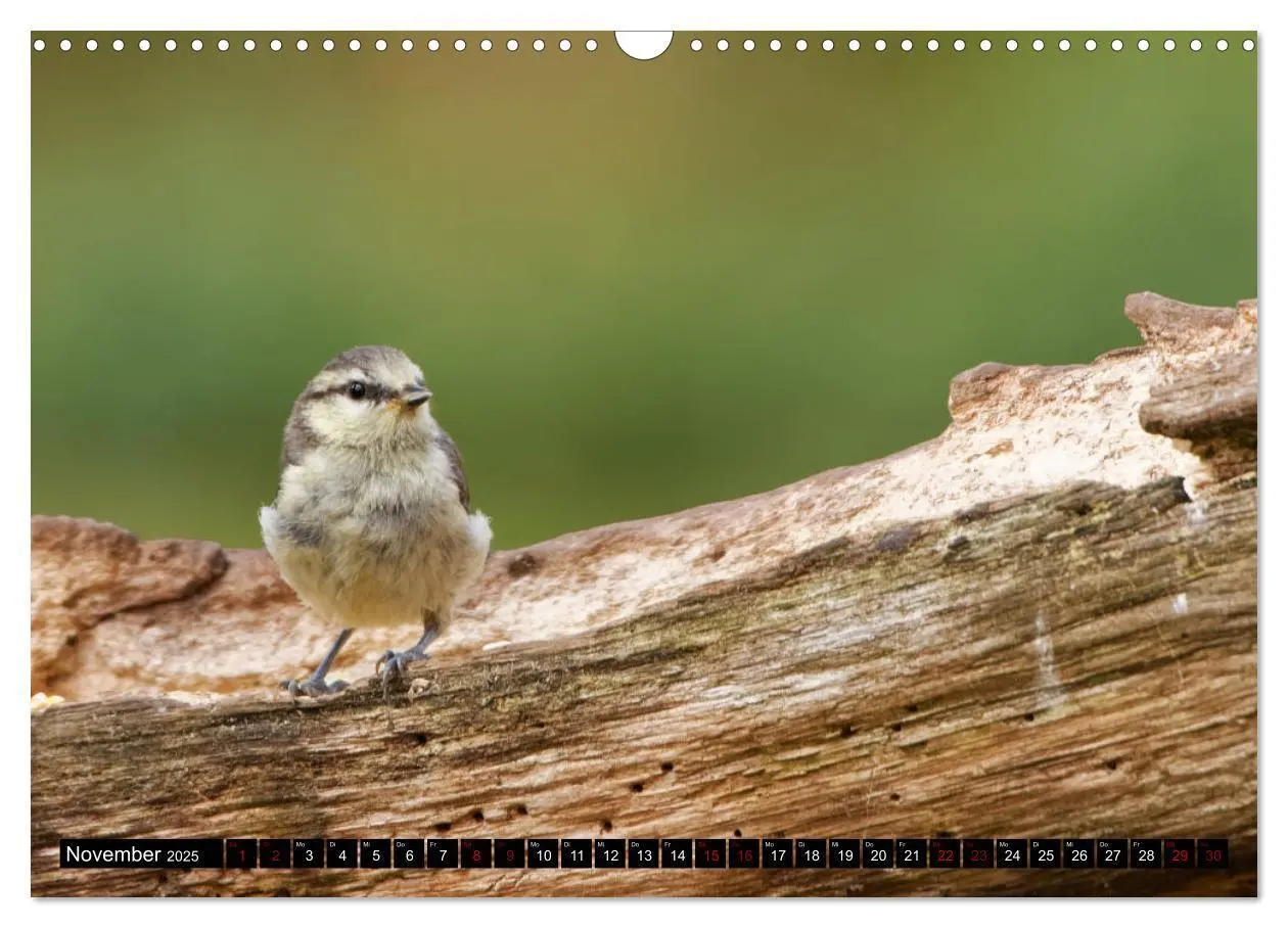 Bild: 9783435028894 | Vogelkinder - Junge Wildvögel (Wandkalender 2025 DIN A3 quer),...