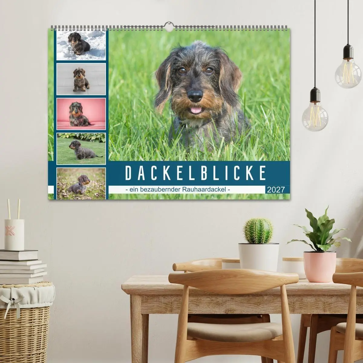 Bild: 9783569538894 | Dackelblicke - ein bezaubernder Rauhaardackel (Wandkalender 2027...