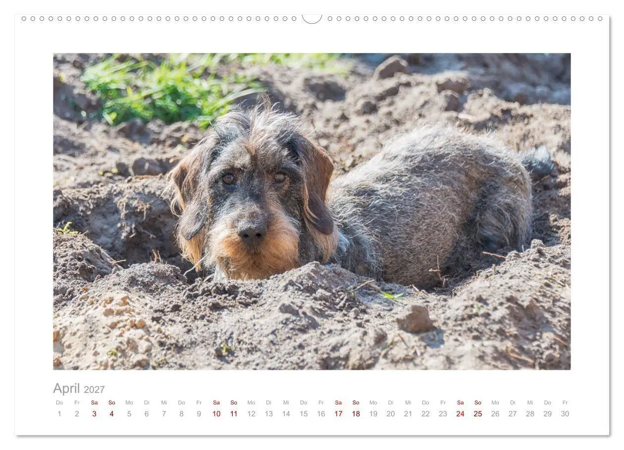 Bild: 9783569538894 | Dackelblicke - ein bezaubernder Rauhaardackel (Wandkalender 2027...