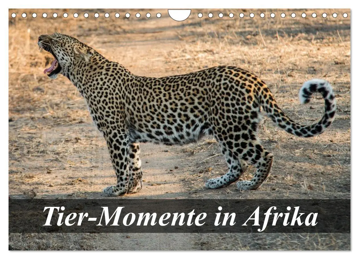 Cover: 9783516058994 | Tier-Momente in Afrika (Wandkalender 2026 DIN A4 quer), CALVENDO...