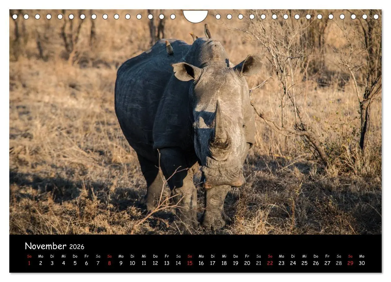 Bild: 9783516058994 | Tier-Momente in Afrika (Wandkalender 2026 DIN A4 quer), CALVENDO...