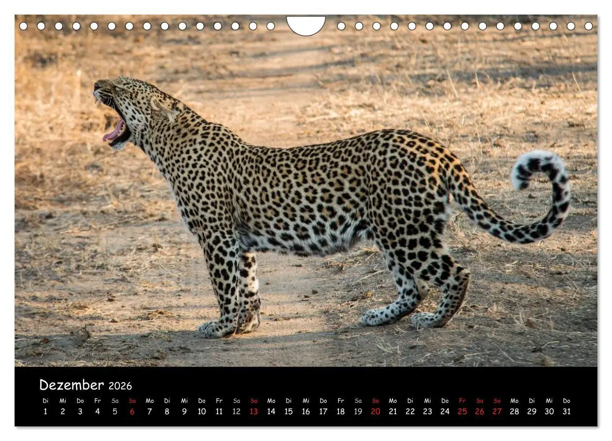 Bild: 9783516058994 | Tier-Momente in Afrika (Wandkalender 2026 DIN A4 quer), CALVENDO...