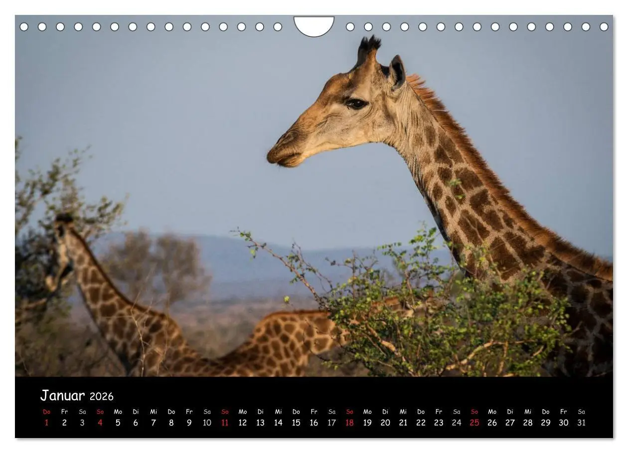 Bild: 9783516058994 | Tier-Momente in Afrika (Wandkalender 2026 DIN A4 quer), CALVENDO...