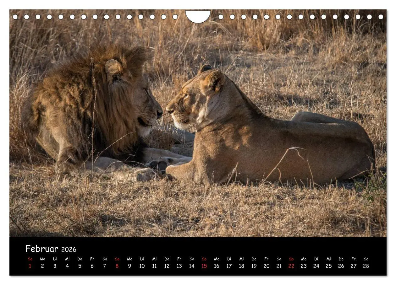 Bild: 9783516058994 | Tier-Momente in Afrika (Wandkalender 2026 DIN A4 quer), CALVENDO...
