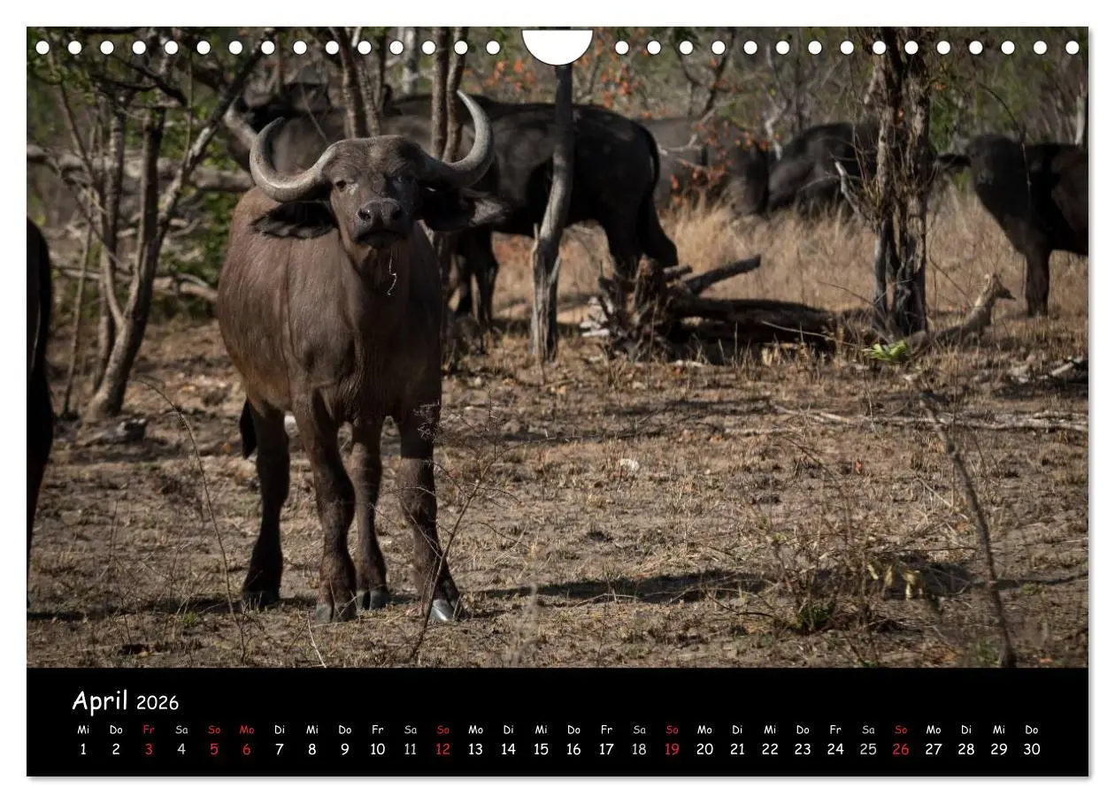 Bild: 9783516058994 | Tier-Momente in Afrika (Wandkalender 2026 DIN A4 quer), CALVENDO...