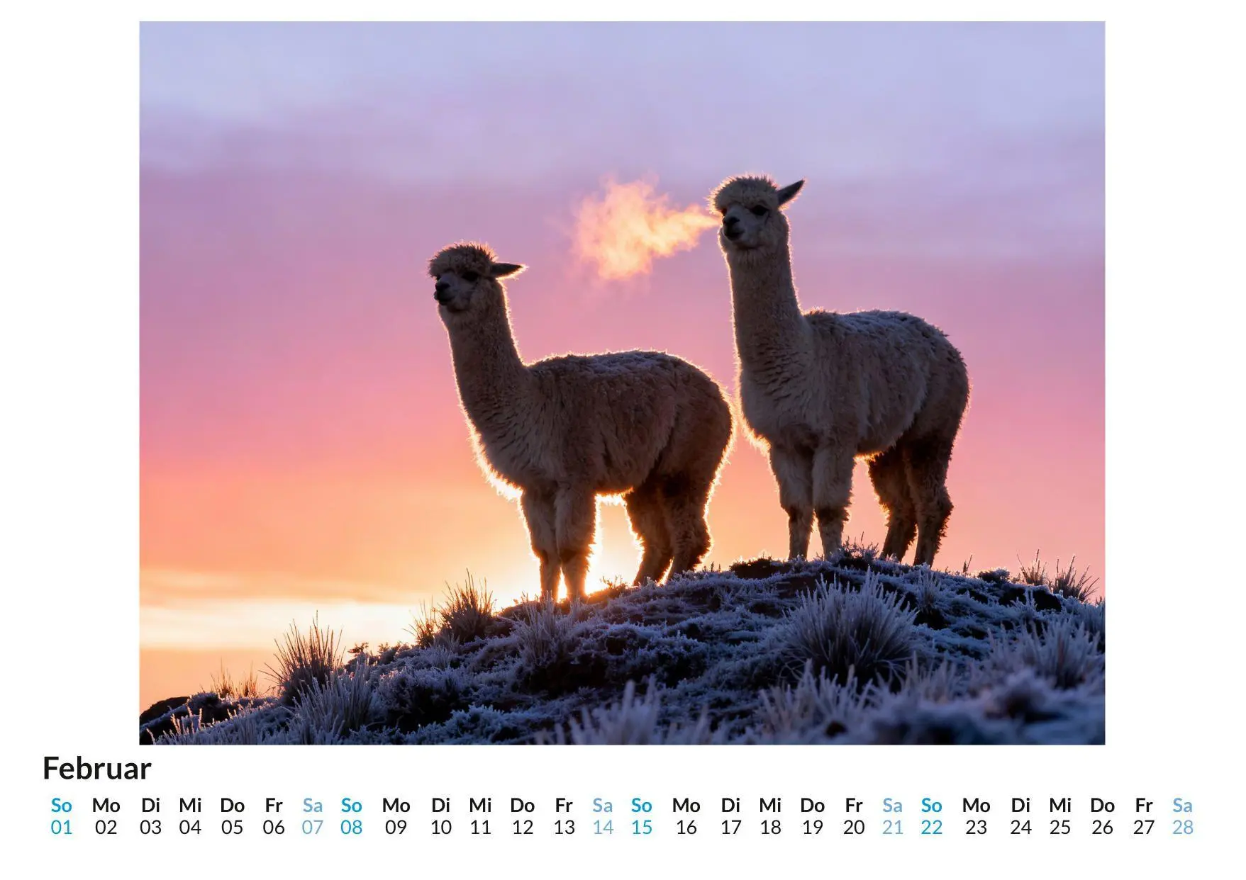 Bild: 9783695328994 | Alpaka | Samuel Schäfer | Kalender | Deutsch | 2026 | FlipFlop