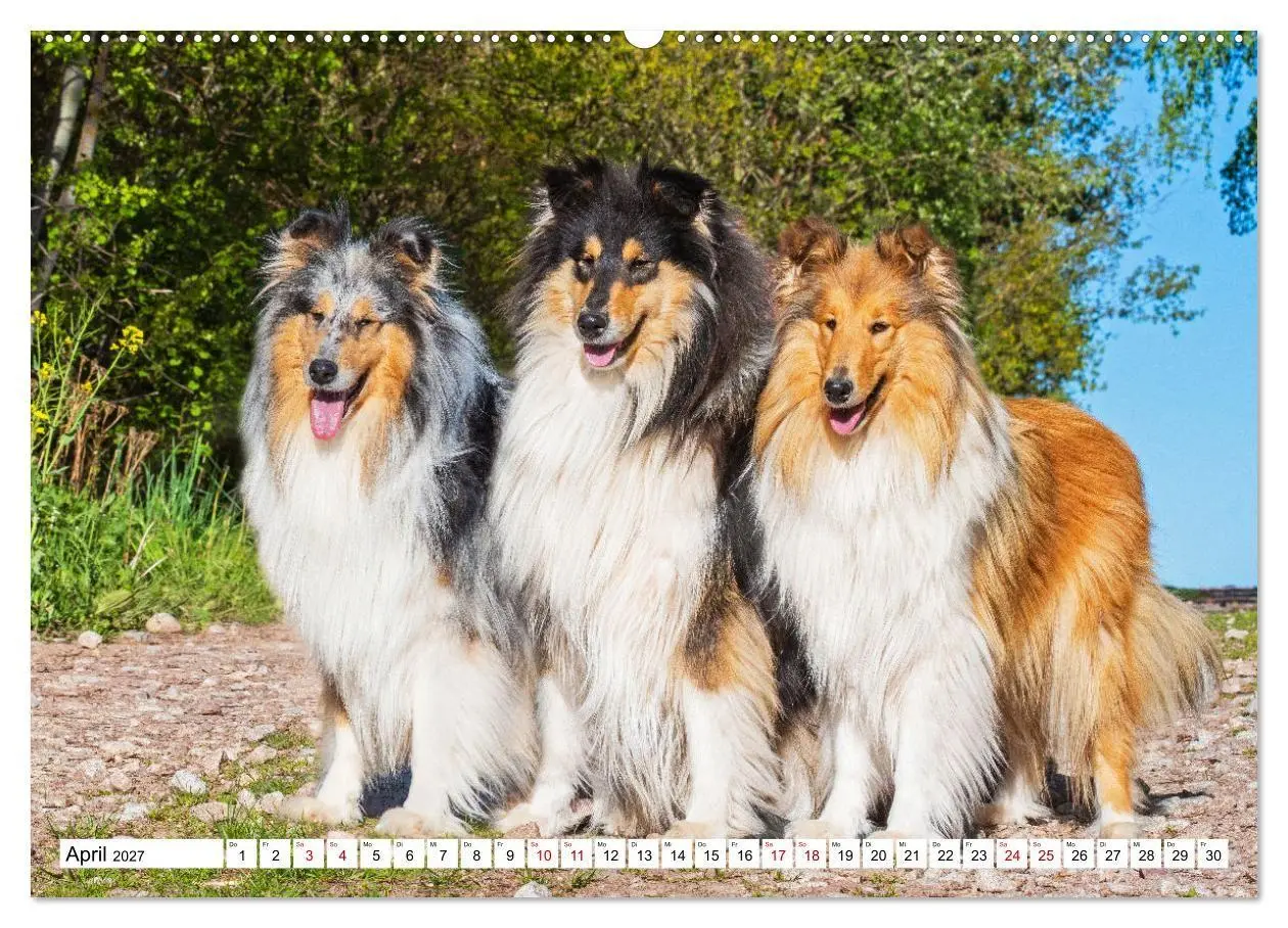 Bild: 9783569349094 | Collies - Eine Liebe für immer und ewig (Wandkalender 2027 DIN A2...