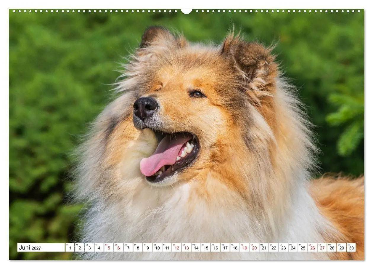 Bild: 9783569349094 | Collies - Eine Liebe für immer und ewig (Wandkalender 2027 DIN A2...
