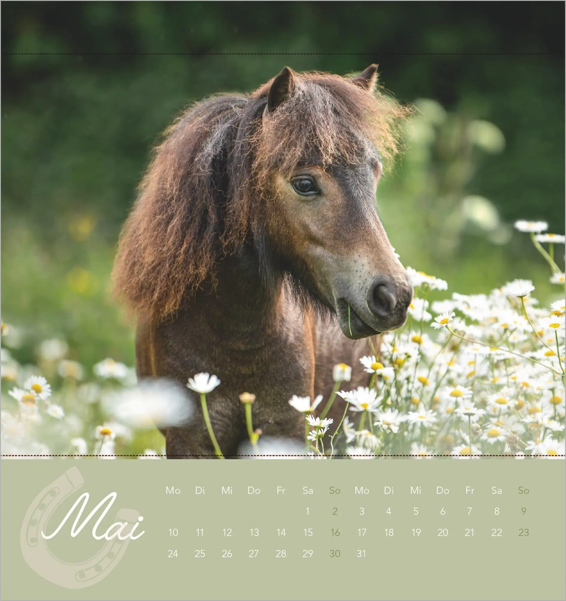 Bild: 4069095019294 | Traumpferde 2027 | Alpha Edition | Kalender | ALPHA EDITION (Kalender)