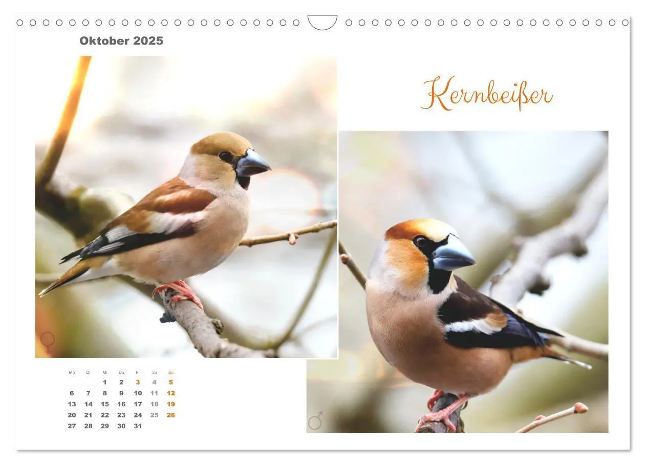 Bild: 9783435059294 | Vogel-Pärchen (Wandkalender 2025 DIN A3 quer), CALVENDO Monatskalender