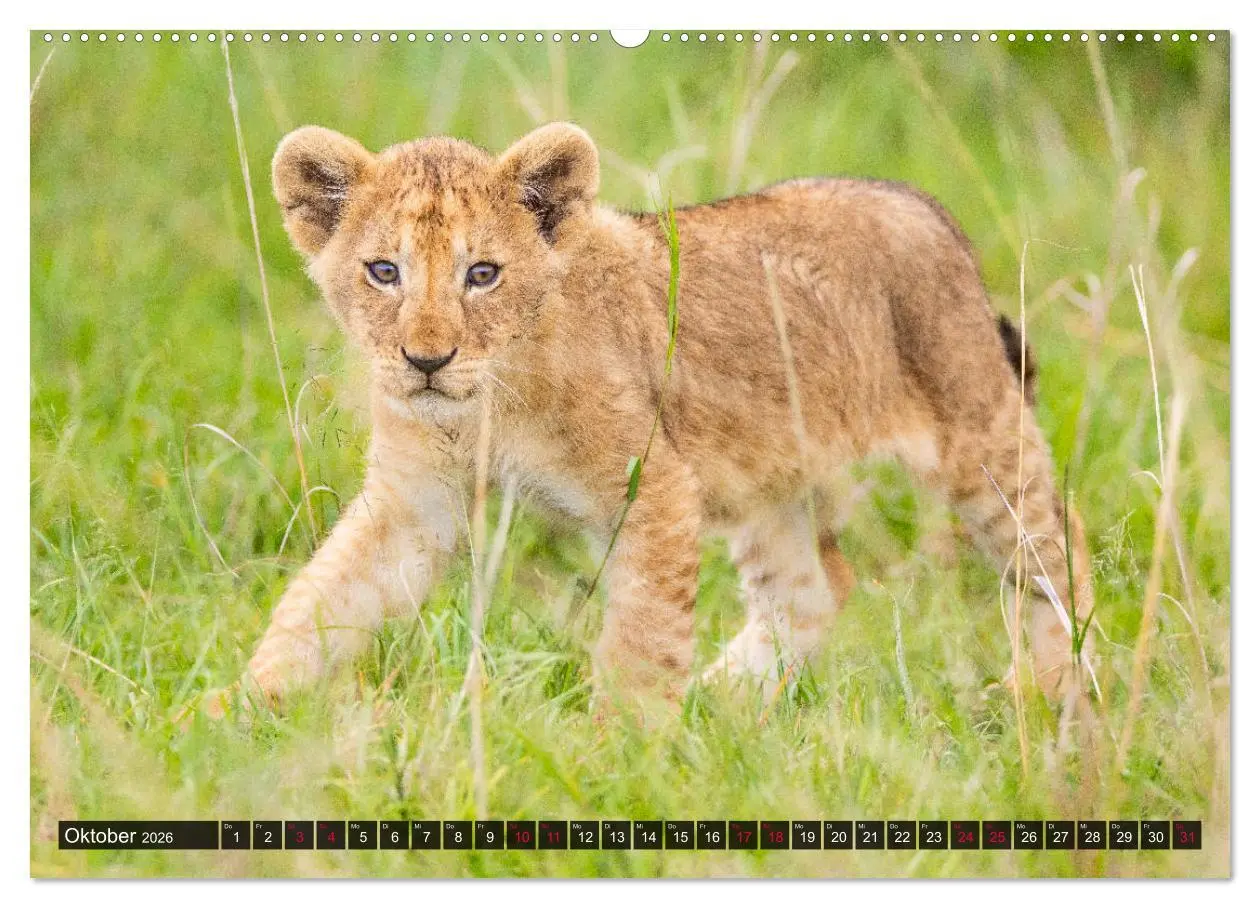 Bild: 9783457699294 | Safari Afrika (hochwertiger Premium Wandkalender 2026 DIN A2 quer),...