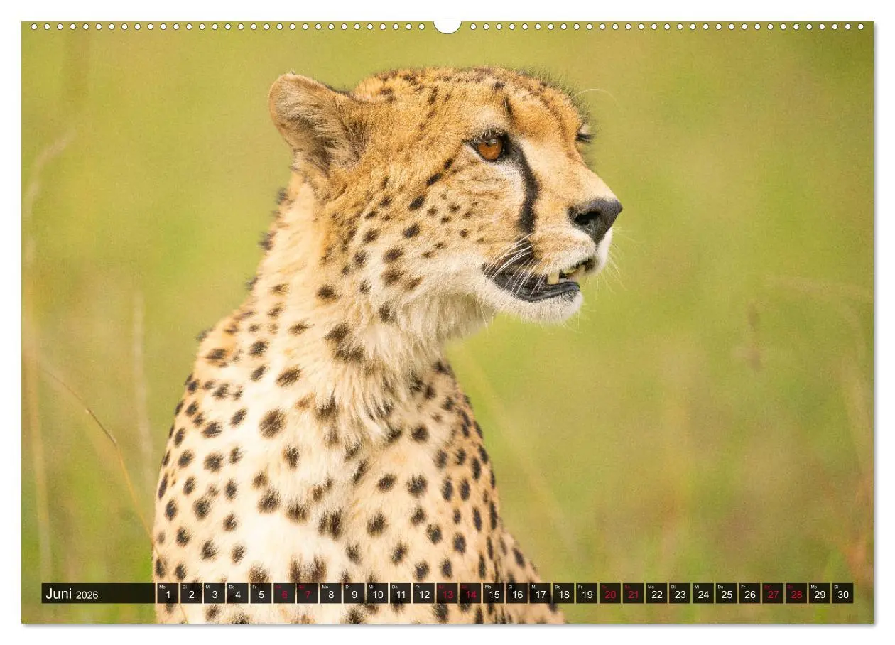 Bild: 9783457699294 | Safari Afrika (hochwertiger Premium Wandkalender 2026 DIN A2 quer),...
