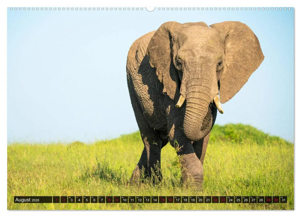 Bild: 9783457699294 | Safari Afrika (hochwertiger Premium Wandkalender 2026 DIN A2 quer),...