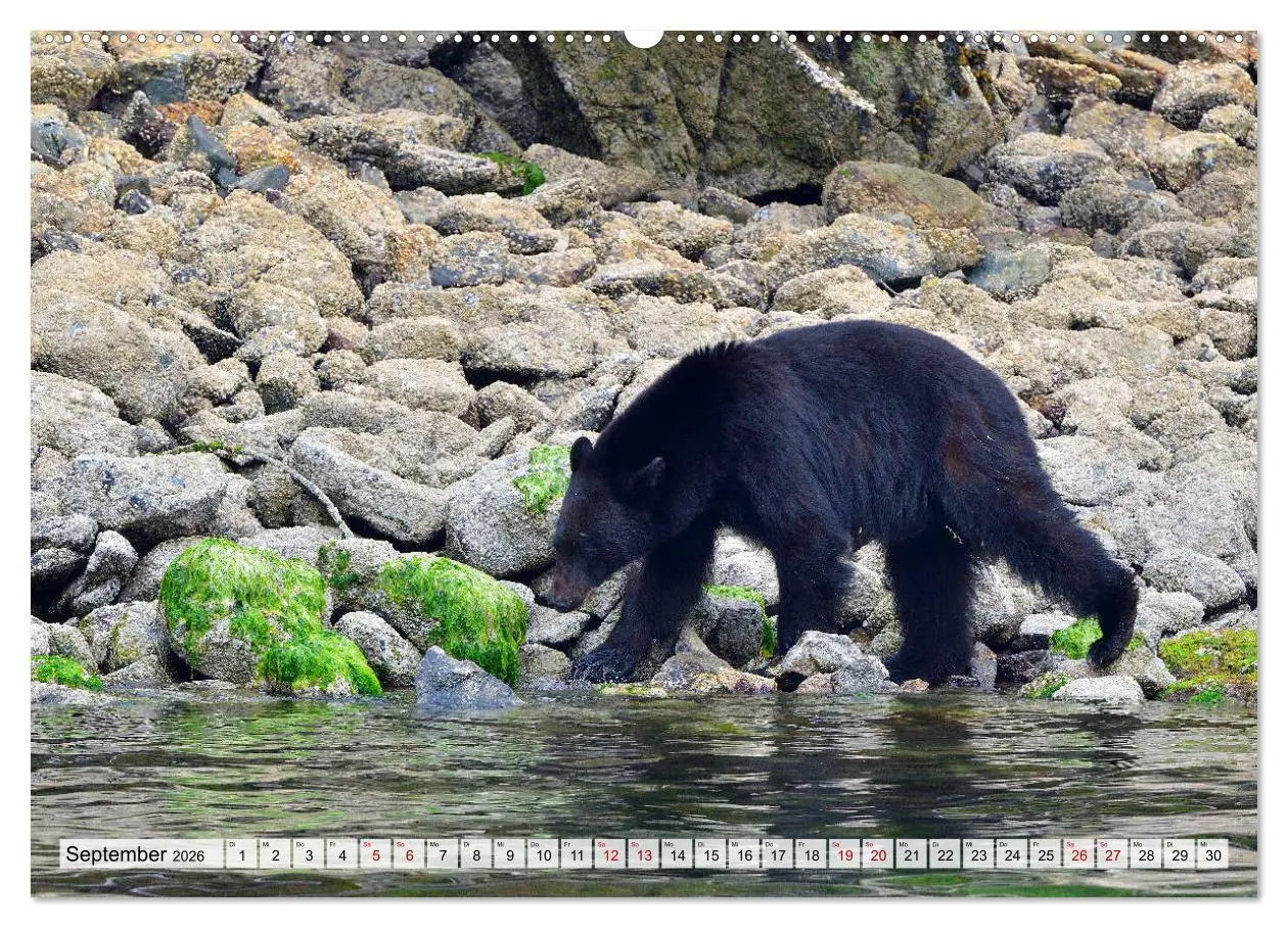 Bild: 9783457769294 | Faszination Vancouver Island (hochwertiger Premium Wandkalender...
