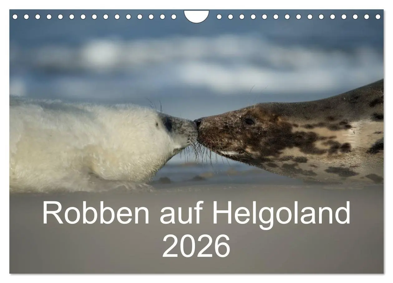 Cover: 9783516239294 | Robben auf Helgoland 2026 (Wandkalender 2026 DIN A4 quer), CALVENDO...