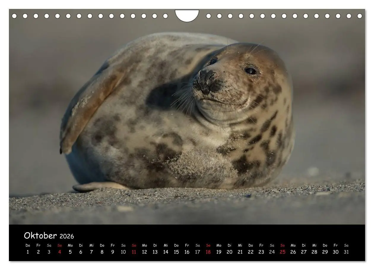 Bild: 9783516239294 | Robben auf Helgoland 2026 (Wandkalender 2026 DIN A4 quer), CALVENDO...