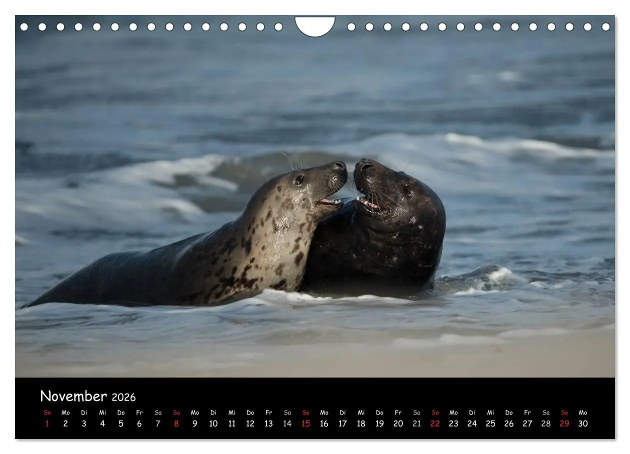 Bild: 9783516239294 | Robben auf Helgoland 2026 (Wandkalender 2026 DIN A4 quer), CALVENDO...