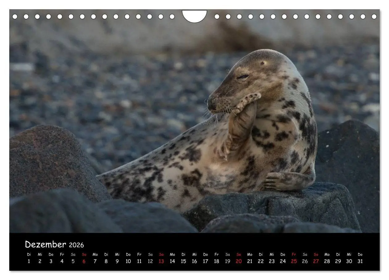 Bild: 9783516239294 | Robben auf Helgoland 2026 (Wandkalender 2026 DIN A4 quer), CALVENDO...
