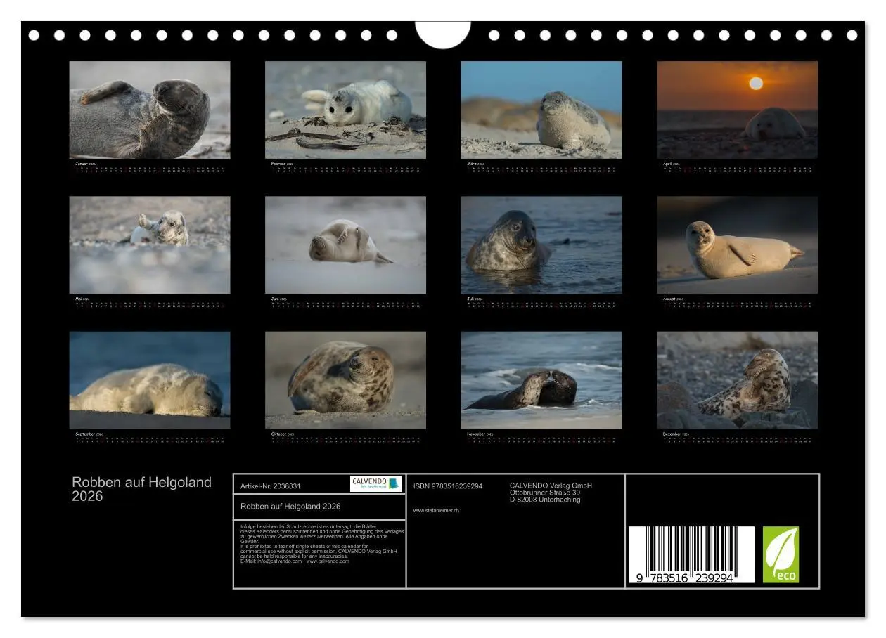 Bild: 9783516239294 | Robben auf Helgoland 2026 (Wandkalender 2026 DIN A4 quer), CALVENDO...