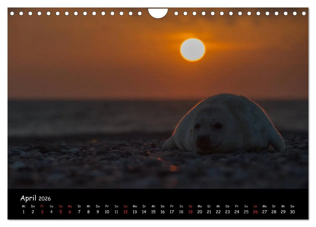 Bild: 9783516239294 | Robben auf Helgoland 2026 (Wandkalender 2026 DIN A4 quer), CALVENDO...