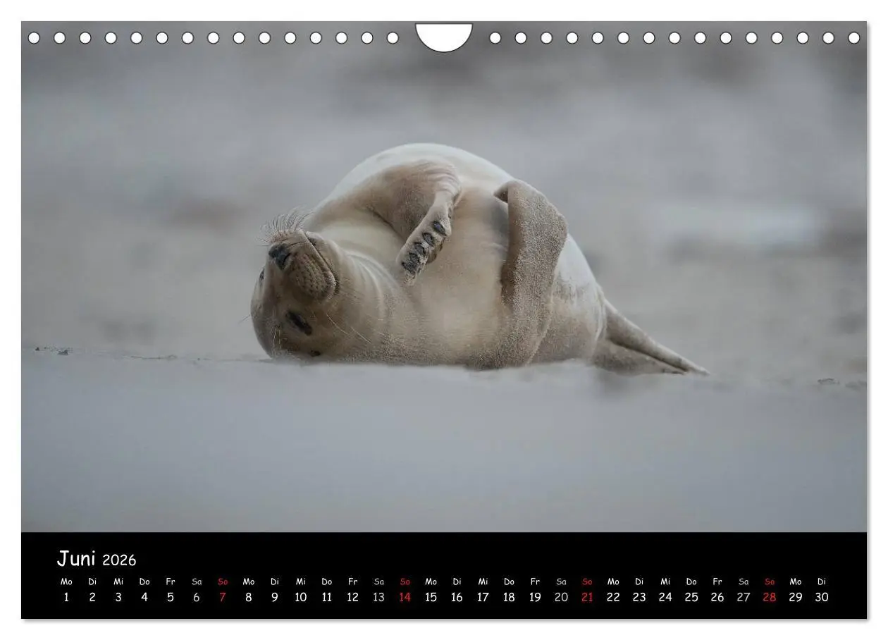 Bild: 9783516239294 | Robben auf Helgoland 2026 (Wandkalender 2026 DIN A4 quer), CALVENDO...