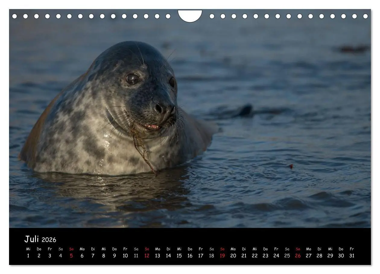 Bild: 9783516239294 | Robben auf Helgoland 2026 (Wandkalender 2026 DIN A4 quer), CALVENDO...